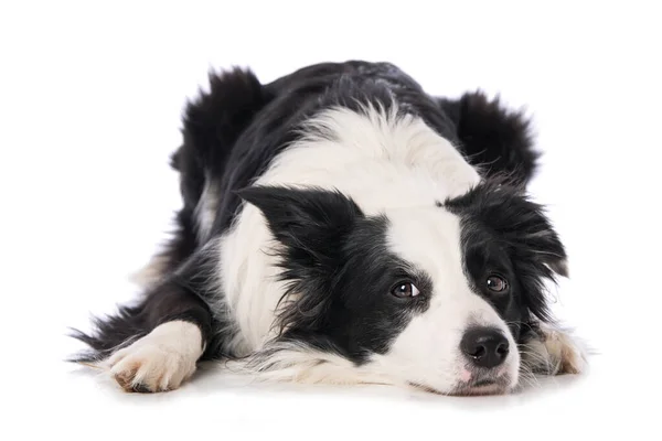 Jovem Fronteira Collie Cão Deitado Isolado Fundo Branco — Fotografia de Stock