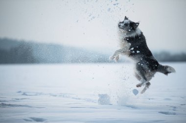Kış manzarasında çoban köpeği sınırında çok kar var.