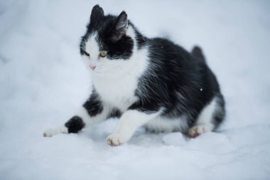 Kış manzarasında başıboş bir kedi.