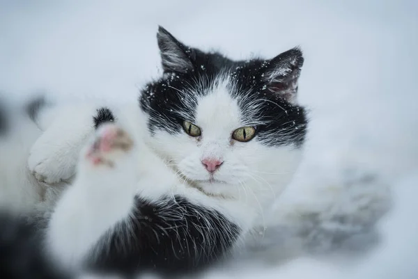 Zbloudilá Domácí Kočka Zimní Krajině Válí Sněhu — Stock fotografie
