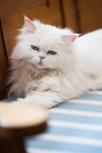 Perská Kočka Ležící Lavičce — Stock fotografie