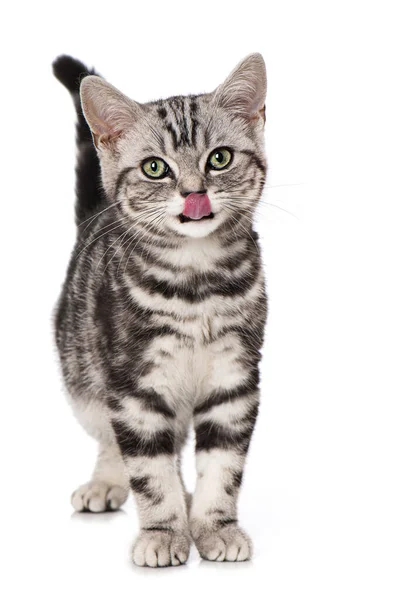 British Shorthair Kitten Menjilat Mulutnya — Stok Foto