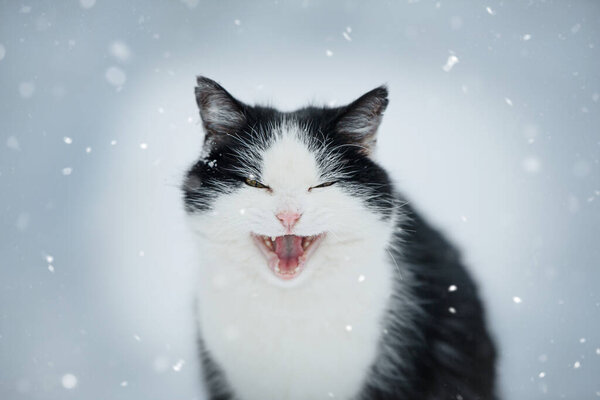 Stray Domestic Cat Winter Landscape Stock Photo