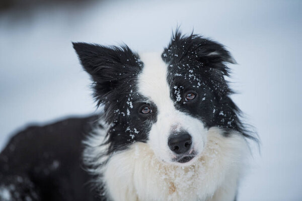 Border Collie Dog Winter Landscape Many Snow Stock Picture