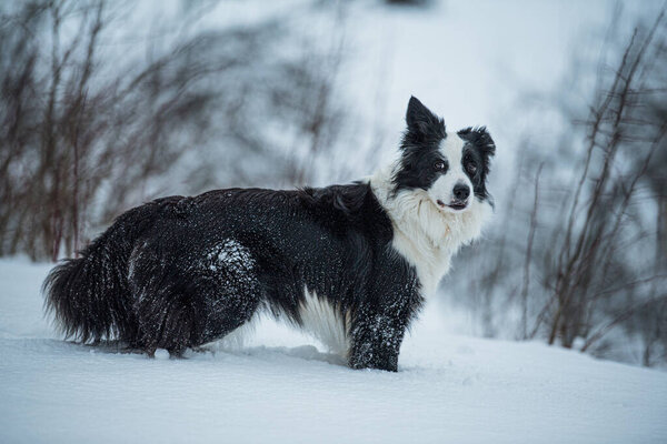 Border Collie Dog Winter Landscape Many Snow Stock Picture