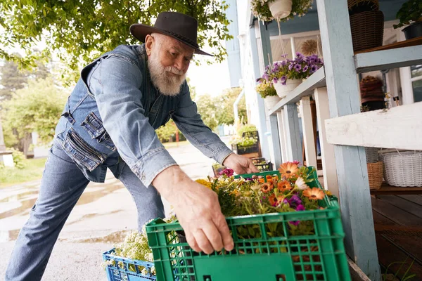 Elderly man in hat is carrying box of blooming plants to terrace of own boutique