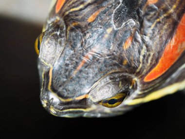Red-eared terrapin tortoise head close up at macro photography of pet reptile and invasive species on black background.