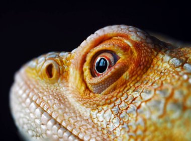 Lizard Bearded dragon close up macro photography