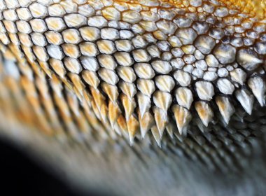Bearded dragon's spins beard close up macro photography . Abstraction photo
