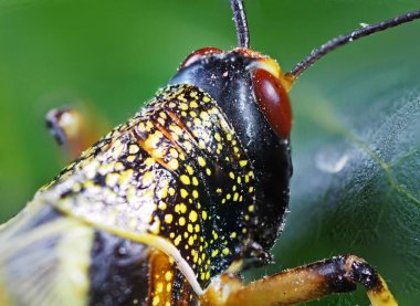 Locusta migratoria head close up macrophotography