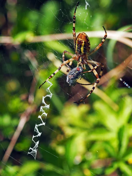 Wasp Spider Prey Macro Photography Spider Argiope Bruennichi Eating Fly — Stock Photo, Image