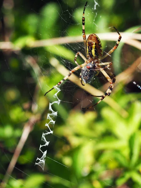 Wasp Spider Prey Macro Photography Spider Argiope Bruennichi Eating Fly — Stockfoto