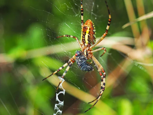 Αράχνη Σφήκας Και Είναι Θήραμα Μακροφωτογραφία Της Αράχνης Argiope Bruennichi — Φωτογραφία Αρχείου