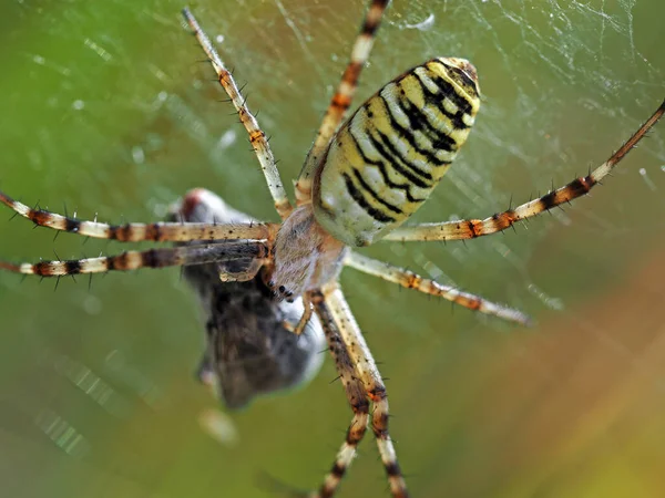 Wasp Spider Prey Macro Photography Spider Argiope Bruennichi Eating Fly — Photo