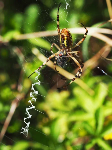 Wasp Spider Prey Macro Photography Spider Argiope Bruennichi Eating Fly — Stock Fotó