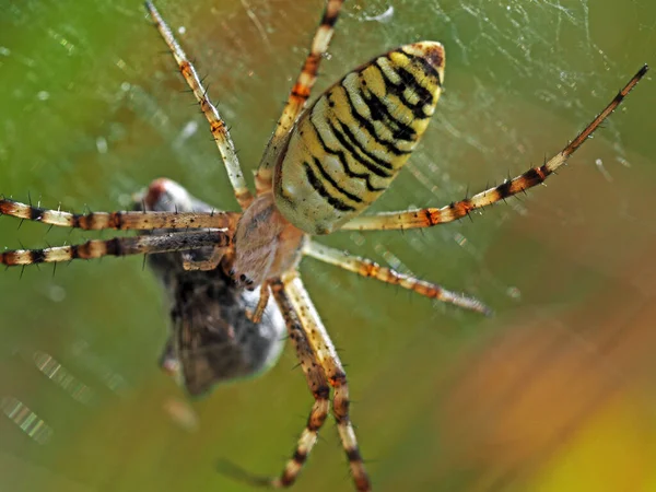 Wasp Spider Prey Macro Photography Spider Argiope Bruennichi Eating Fly — Stockfoto