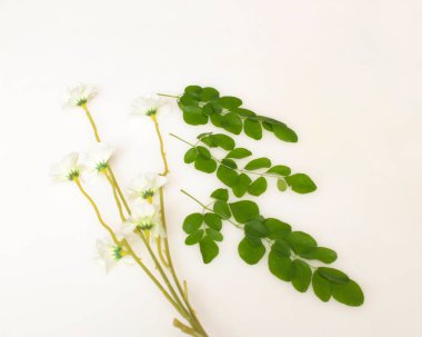 Moringa oleifera modeli. Moringa yaprakları Moringa yaprağı çorbasına dönüştürülür. Moringa hızlı büyüyen, uzun yaşayabilen ve aşırı sıcak koşullara dayanabilen bir bitkidir. Odak bulanıklığı. Yeşil sebze.