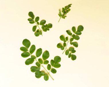 Moringa oleifera modeli. Moringa yaprakları Moringa yaprağı çorbasına dönüştürülür. Moringa hızlı büyüyen, uzun yaşayabilen ve aşırı sıcak koşullara dayanabilen bir bitkidir. Odak bulanıklığı. Yeşil sebze.