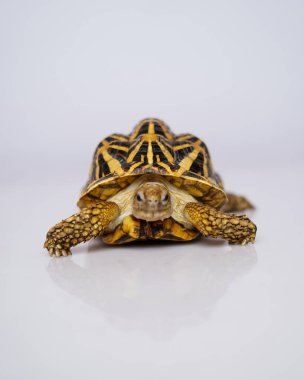 Hint yıldızı çok nadir bulunan sürüngenlerdir, bu hayvanlar aynı zamanda antik hayvanlar olarak sınıflandırılırlar çünkü yüzlerce yaşında olabilirler. Sadece karada yaşayabilen kaplumbağa, suda yaşayamaz..