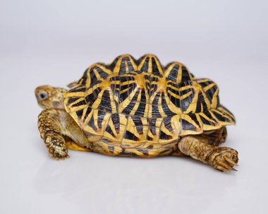 Hint yıldızı çok nadir bulunan sürüngenlerdir, bu hayvanlar aynı zamanda antik hayvanlar olarak sınıflandırılırlar çünkü yüzlerce yaşında olabilirler. Sadece karada yaşayabilen kaplumbağa, suda yaşayamaz..