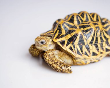 Hint yıldızı çok nadir bulunan sürüngenlerdir, bu hayvanlar aynı zamanda antik hayvanlar olarak sınıflandırılırlar çünkü yüzlerce yaşında olabilirler. Sadece karada yaşayabilen kaplumbağa, suda yaşayamaz..