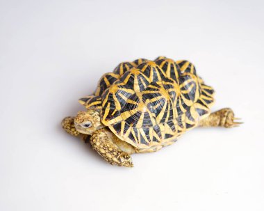 Hint yıldızı çok nadir bulunan sürüngenlerdir, bu hayvanlar aynı zamanda antik hayvanlar olarak sınıflandırılırlar çünkü yüzlerce yaşında olabilirler. Sadece karada yaşayabilen kaplumbağa, suda yaşayamaz..