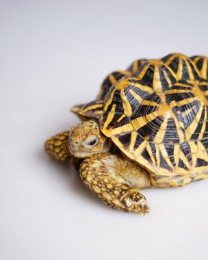 Hint yıldızı çok nadir bulunan sürüngenlerdir, bu hayvanlar aynı zamanda antik hayvanlar olarak sınıflandırılırlar çünkü yüzlerce yaşında olabilirler. Sadece karada yaşayabilen kaplumbağa, suda yaşayamaz..