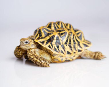 Hint yıldızı çok nadir bulunan sürüngenlerdir, bu hayvanlar aynı zamanda antik hayvanlar olarak sınıflandırılırlar çünkü yüzlerce yaşında olabilirler. Sadece karada yaşayabilen kaplumbağa, suda yaşayamaz..