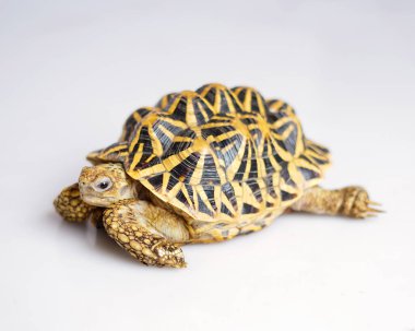 Hint yıldızı çok nadir bulunan sürüngenlerdir, bu hayvanlar aynı zamanda antik hayvanlar olarak sınıflandırılırlar çünkü yüzlerce yaşında olabilirler. Sadece karada yaşayabilen kaplumbağa, suda yaşayamaz..