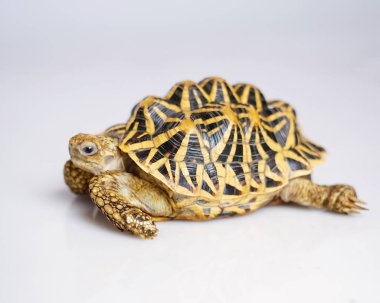 Hint yıldızı çok nadir bulunan sürüngenlerdir, bu hayvanlar aynı zamanda antik hayvanlar olarak sınıflandırılırlar çünkü yüzlerce yaşında olabilirler. Sadece karada yaşayabilen kaplumbağa, suda yaşayamaz..