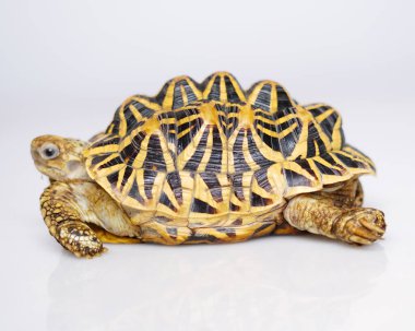 Hint yıldızı çok nadir bulunan sürüngenlerdir, bu hayvanlar aynı zamanda antik hayvanlar olarak sınıflandırılırlar çünkü yüzlerce yaşında olabilirler. Sadece karada yaşayabilen kaplumbağa, suda yaşayamaz..