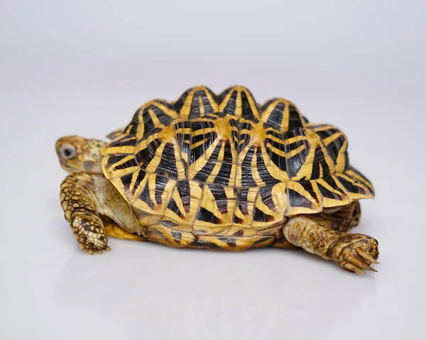 Hint yıldızı çok nadir bulunan sürüngenlerdir, bu hayvanlar aynı zamanda antik hayvanlar olarak sınıflandırılırlar çünkü yüzlerce yaşında olabilirler. Sadece karada yaşayabilen kaplumbağa, suda yaşayamaz..