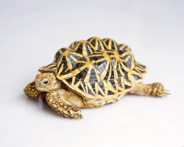 Hint yıldızı çok nadir bulunan sürüngenlerdir, bu hayvanlar aynı zamanda antik hayvanlar olarak sınıflandırılırlar çünkü yüzlerce yaşında olabilirler. Sadece karada yaşayabilen kaplumbağa, suda yaşayamaz..