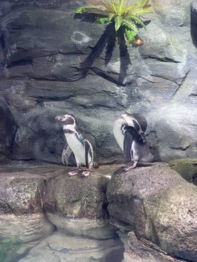 Alışveriş merkezinin akvaryumunda çeşitli hayvan türleri var. Hayvanseverlere göstermek için, küçük çocuklar dahil. Çok şirin hayvanlar..