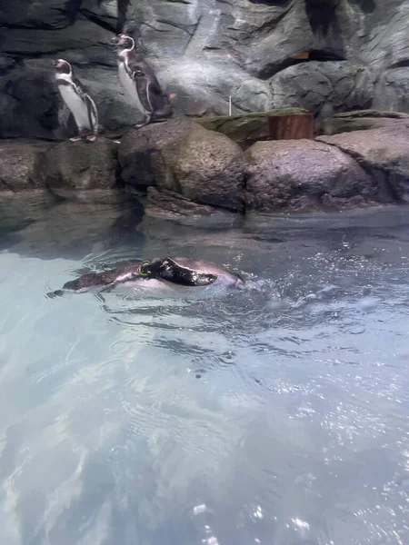 Vários Tipos Animais Zoológico Alojados Aquário Shopping Para Mostrar Aos — Fotografia de Stock