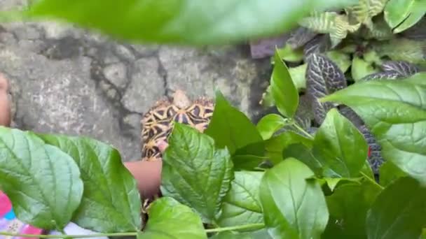 Étoile Indienne Sont Des Reptiles Très Rares Ces Animaux Sont — Video
