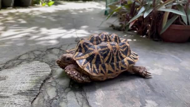 Las Estrellas Indias Son Reptiles Muy Raros Estos Animales También — Vídeo de stock