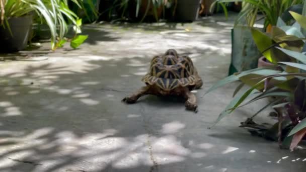 Индийская Звезда Редкие Рептилии Животные Классифицируются Древние Животные Потому Могут — стоковое видео