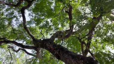 Maymun ağaçta serin. Maymunlar, gölgeli bir ağacın altına sığınarak gün boyunca atmosferin tadını çıkarırlar. Vahşi hayvanlar serbest bırakılır ve ziyaretçilere karışır. Görüntüler için video klipler.