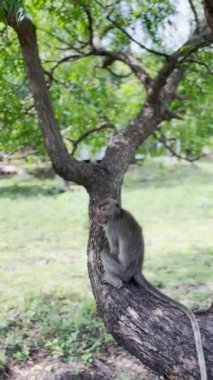 Maymun ağaçta serin. Maymunlar, gölgeli bir ağacın altına sığınarak gün boyunca atmosferin tadını çıkarırlar. Vahşi hayvanlar serbest bırakılır ve ziyaretçilere karışır. Görüntüler için video klipler.