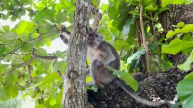 Maymun ağaçta serin. Maymunlar, gölgeli bir ağacın altına sığınarak gün boyunca atmosferin tadını çıkarırlar. Vahşi hayvanlar serbest bırakılır ve ziyaretçilere karışır. Görüntüler için video klipler.