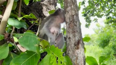 Maymun ağaçta serin. Maymunlar, gölgeli bir ağacın altına sığınarak gün boyunca atmosferin tadını çıkarırlar. Vahşi hayvanlar serbest bırakılır ve ziyaretçilere karışır. Görüntüler için video klipler.