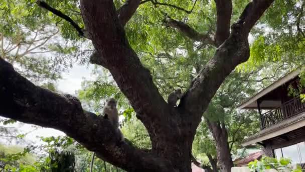 Monkey Cool Tree Monkeys Relax Enjoying Atmosphere Day Taking Shelter — Stock Video