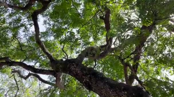 Scimmia Fresca Sull Albero Scimmie Rilassano Godendo Atmosfera Durante Giorno — Video Stock