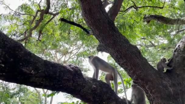 Macaco Está Fresco Árvore Macacos Relaxar Desfrutando Atmosfera Durante Dia — Vídeo de Stock