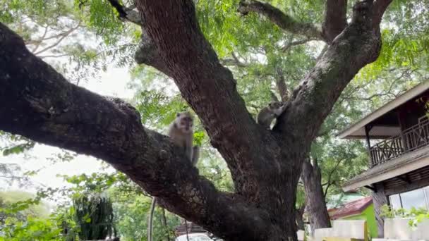 Monkey Cool Tree Monkeys Relax Enjoying Atmosphere Day Taking Shelter — Stock Video