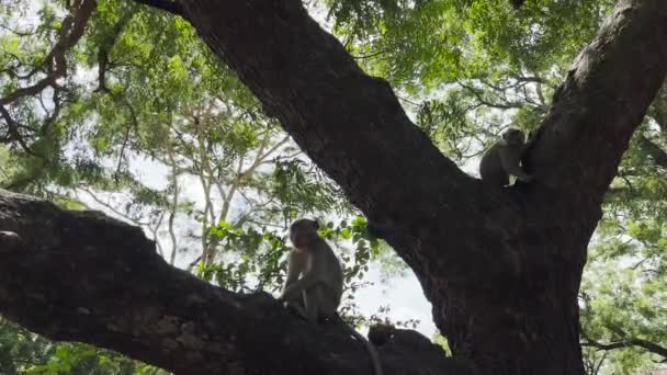 Scimmia Fresca Sull Albero Scimmie Rilassano Godendo Atmosfera Durante Giorno — Video Stock