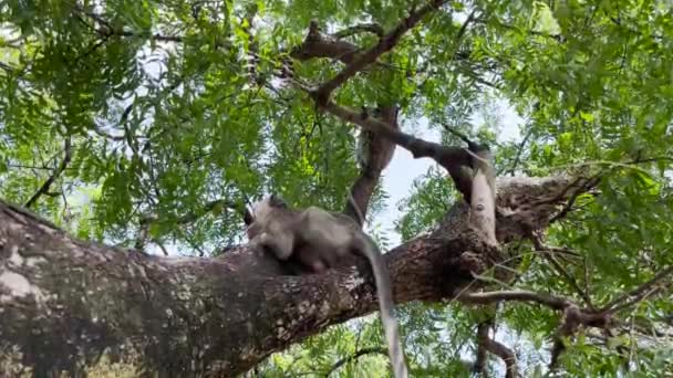 Mono Está Fresco Árbol Los Monos Relajan Disfrutando Del Ambiente — Vídeos de Stock