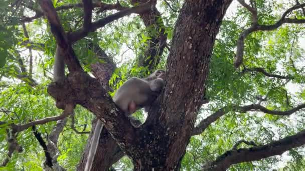 Mono Está Fresco Árbol Los Monos Relajan Disfrutando Del Ambiente — Vídeos de Stock