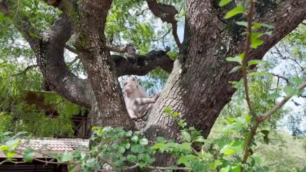 Μαϊμού Είναι Γαμάτη Στο Δέντρο Μαϊμούδες Χαλαρώνουν Απολαμβάνοντας Την Ατμόσφαιρα — Αρχείο Βίντεο